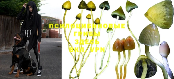apvp Вяземский